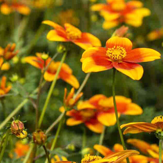 Bidens-flowers.jpg