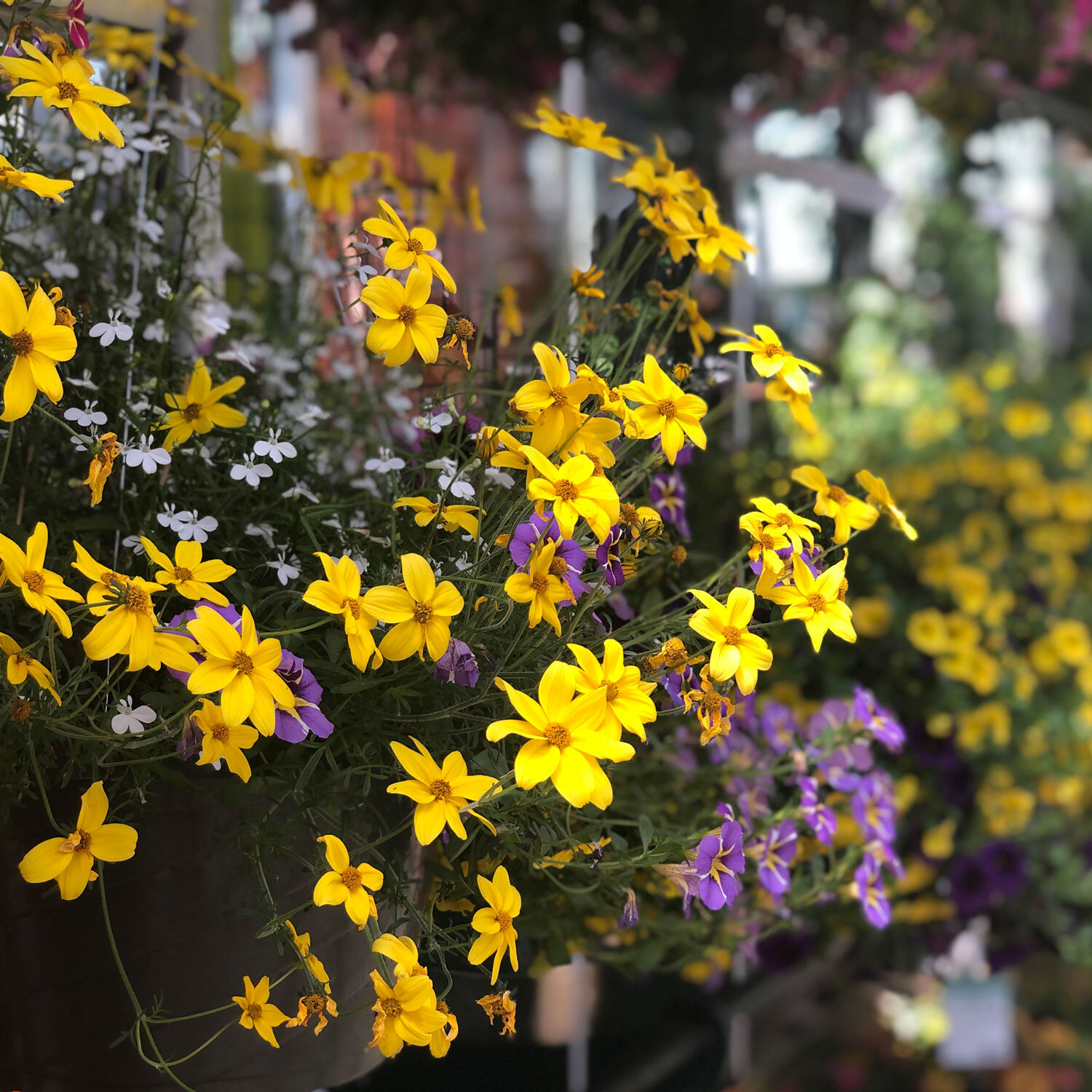 hanging-flower-basket-with-yellow-Bidens.jpg