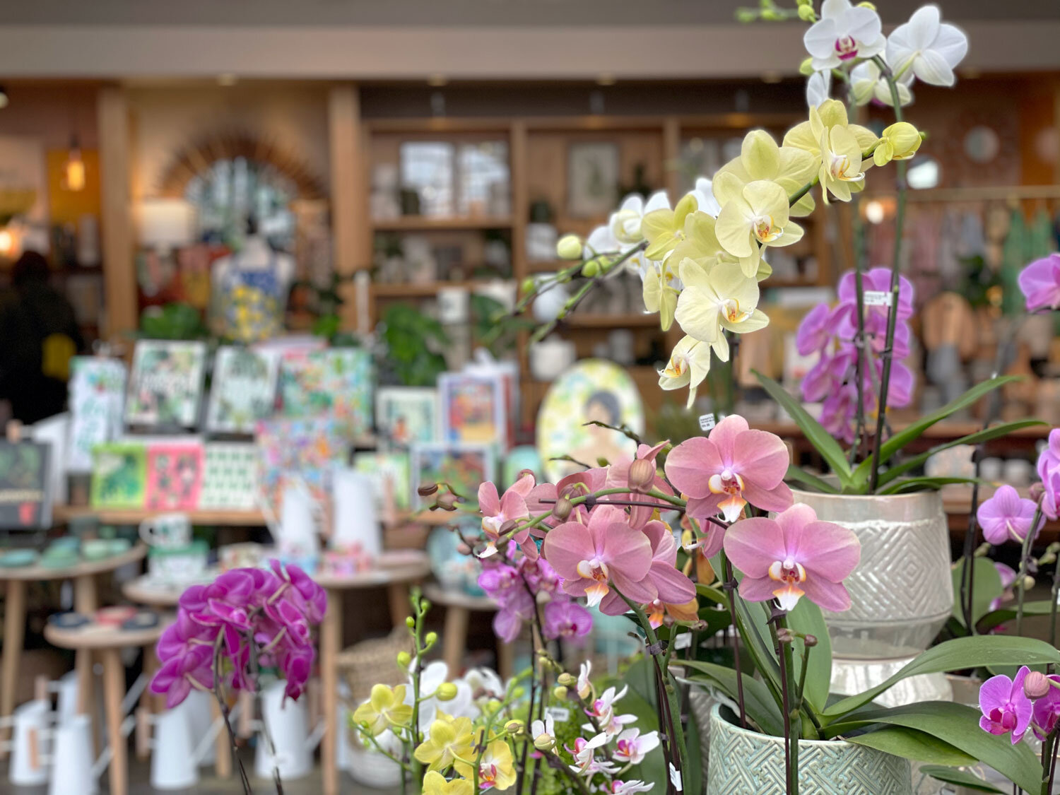 orchids-at-swansons-nursery.jpg