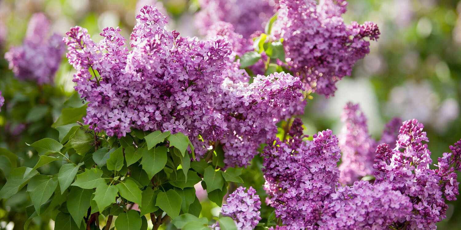 Image of Lilac bush thinned out by removing old branches