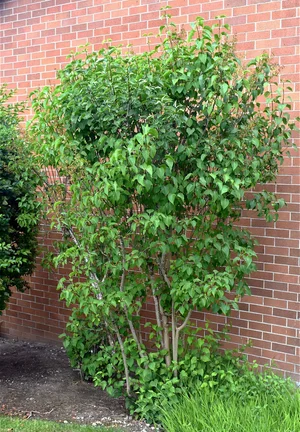 Pruning Lilacs — Seattle's Favorite Garden Store Since 1924 - Swansons
