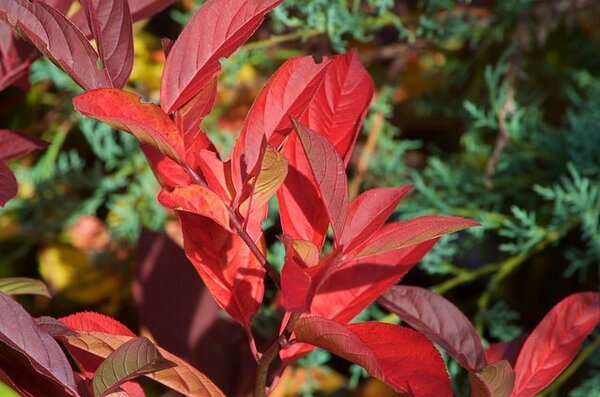 Itea-virginica-fall-foliage.jpg