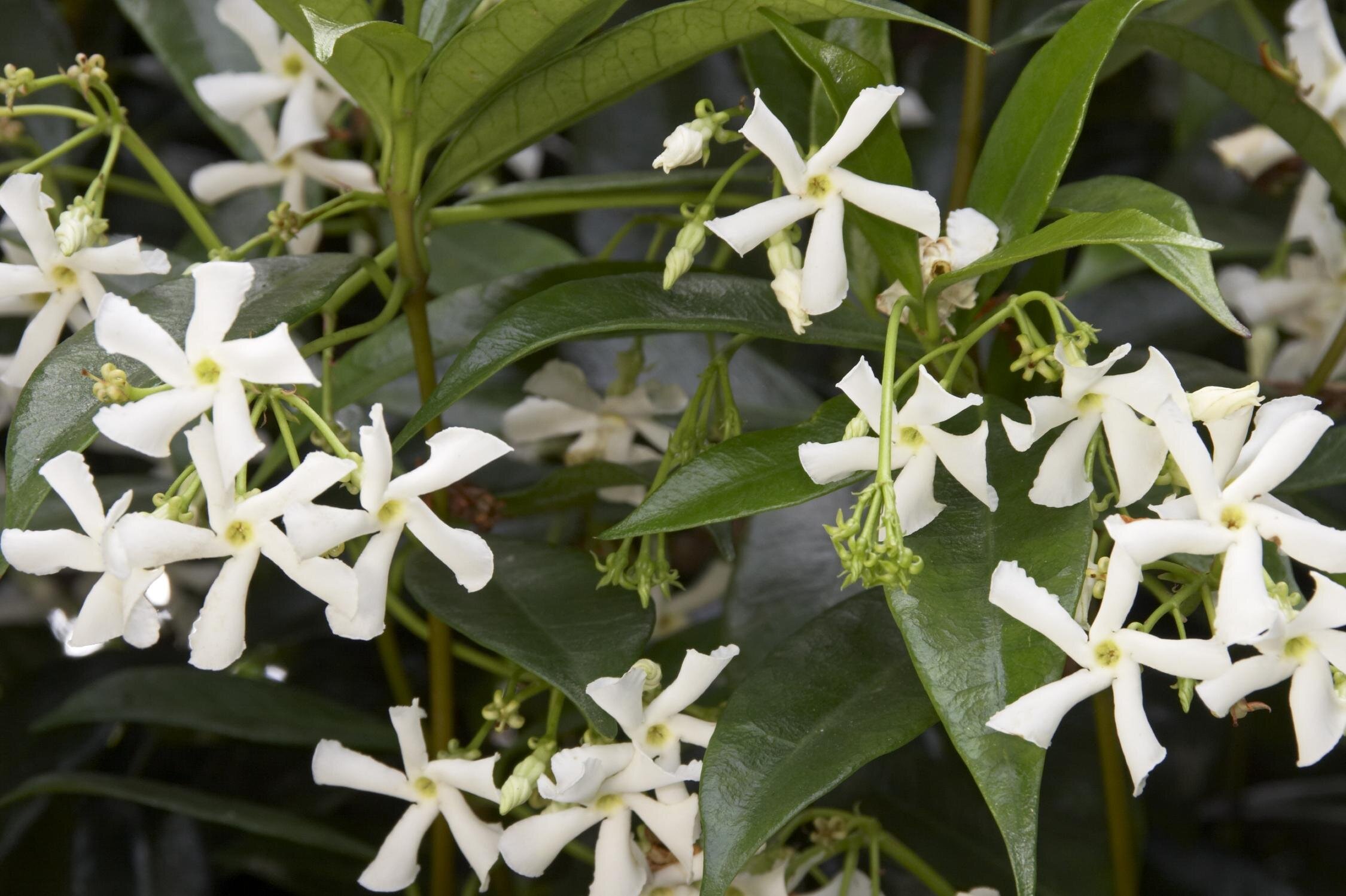 Star Jasmine.jpeg