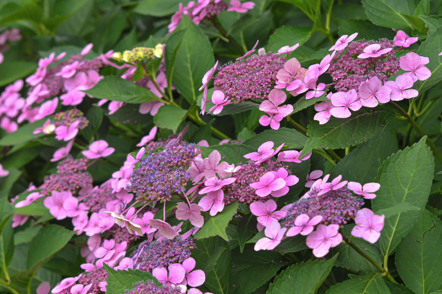 pink-lace-cap-hydrangea.jpg