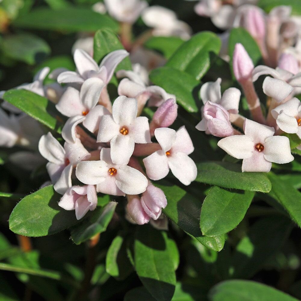 daphne eternal fragrance flowers.jpg