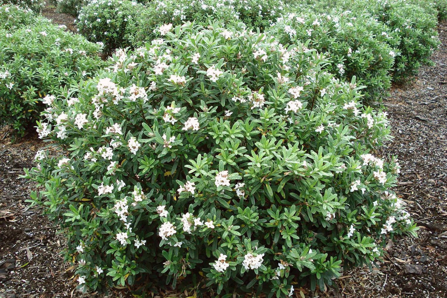 daphne-eternal-fragrance.jpg