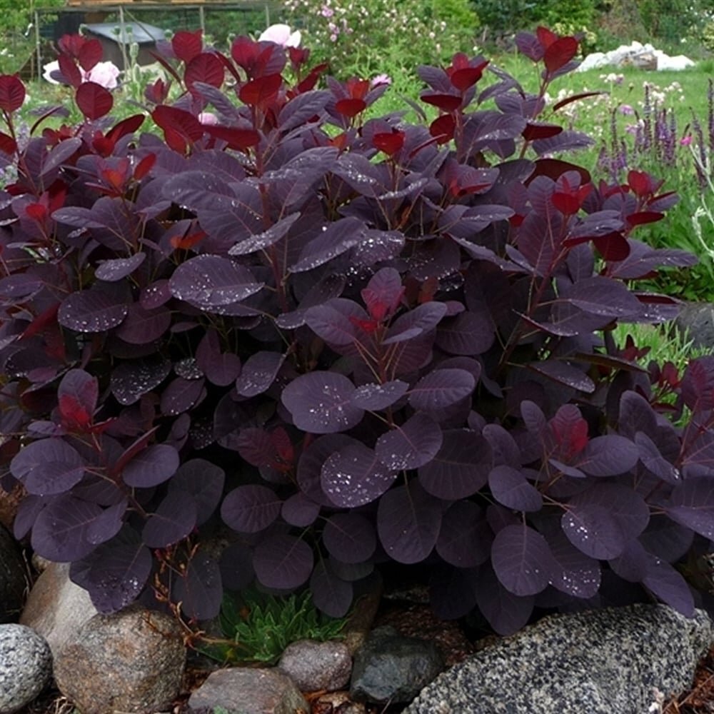 cotinus-coggygria-royal-purple-smoke-bush.jpg