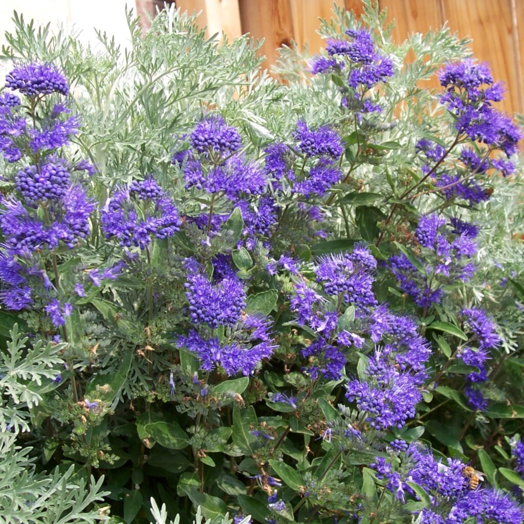 caryopteris.jpg