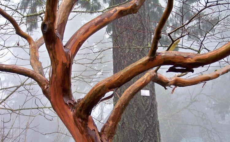 lagerstroemia-bark.jpg