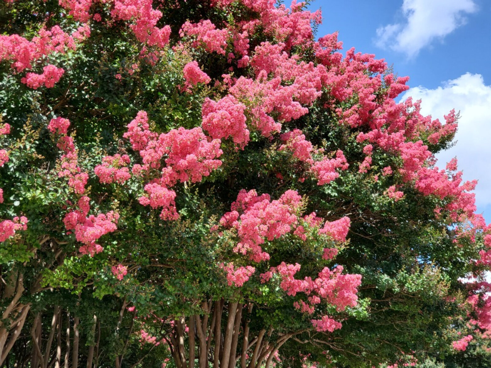 Lagerstroemia Indica - Crepe Myrtle