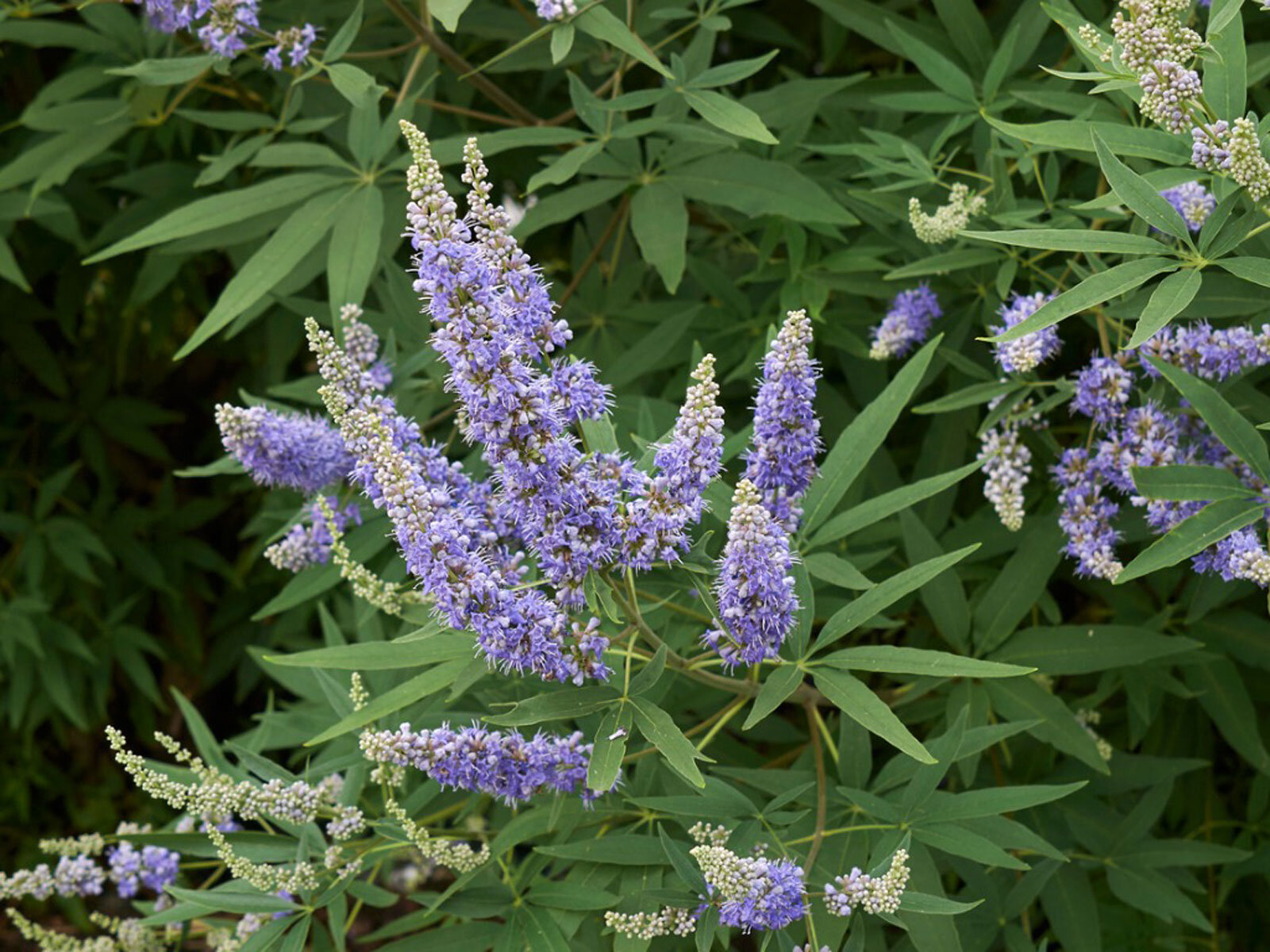 chaste-tree-flowers.jpg