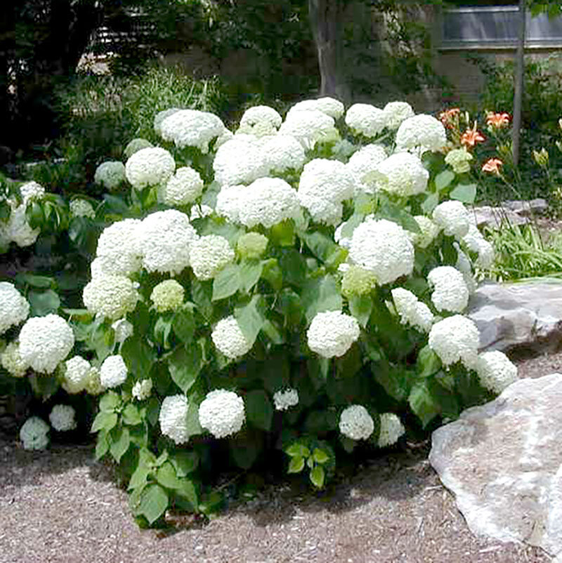 Smooth Hydrangea