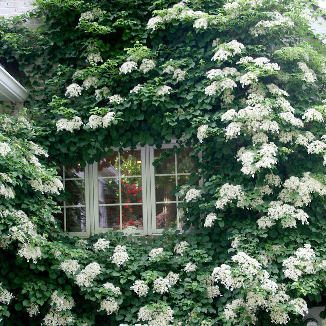 Climbing Hydrangea