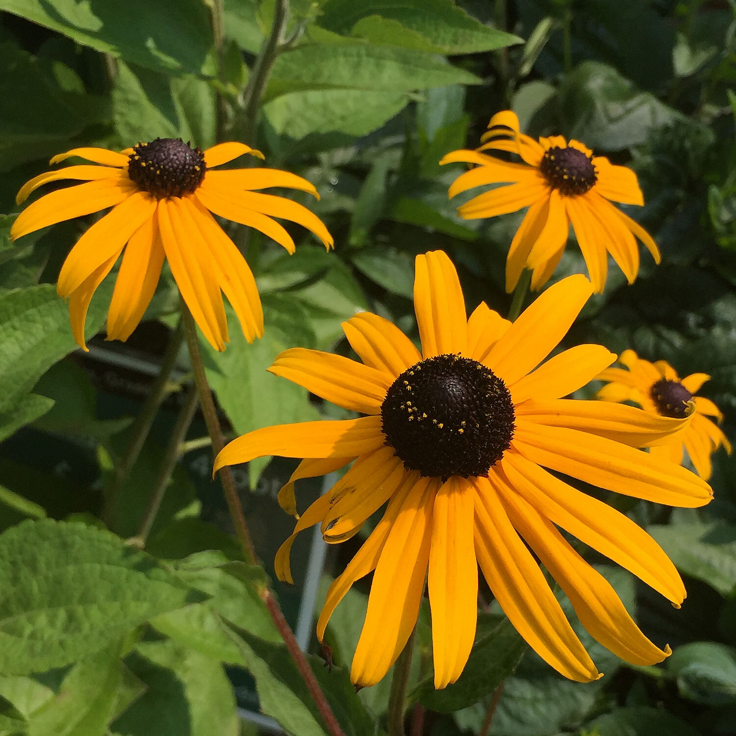 Rudbeckia-flowers.jpg