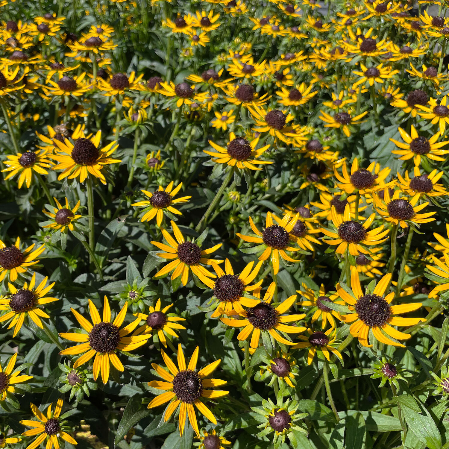 Rudbeckia.jpg