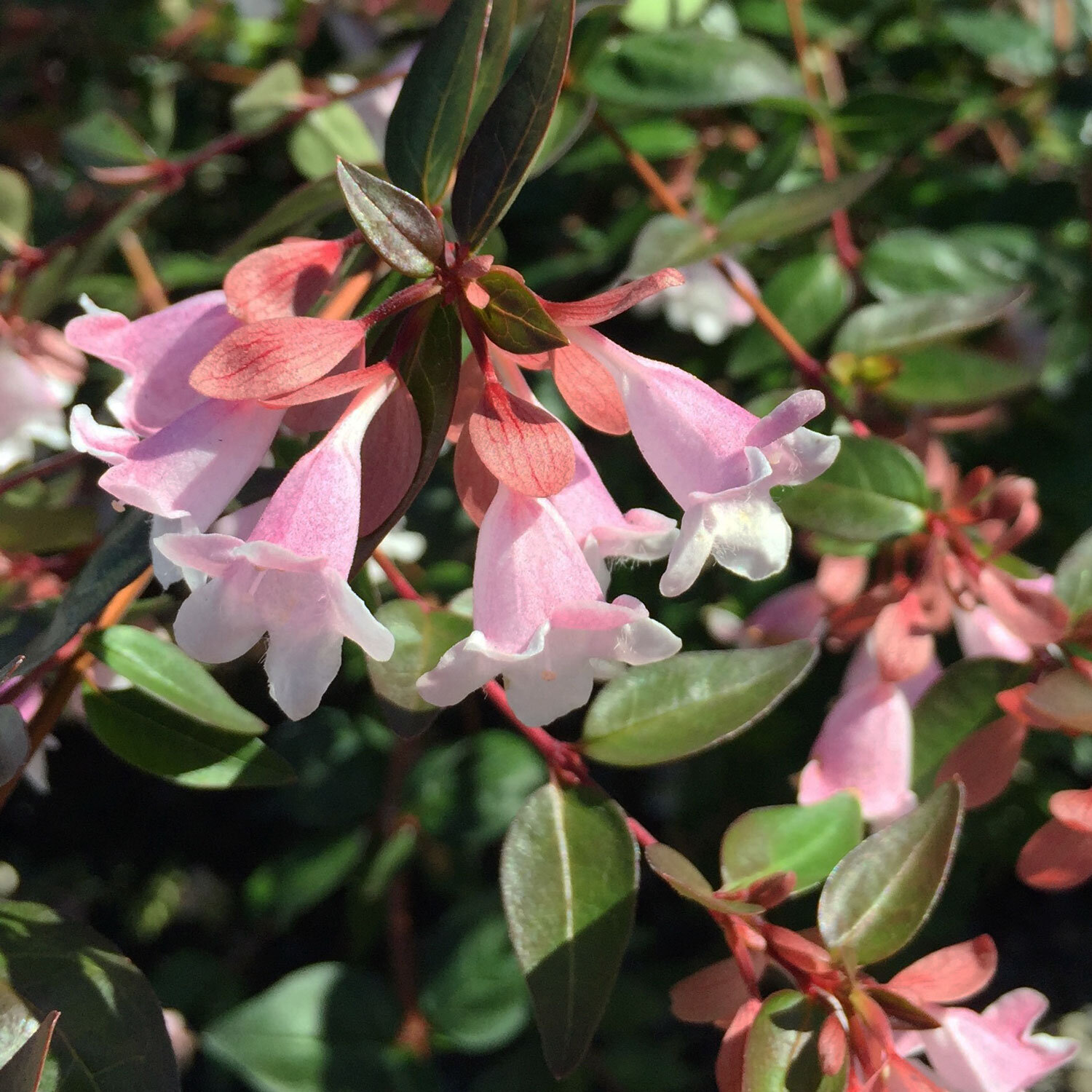 Abelia-Edward-Goucher-Flowers.jpg