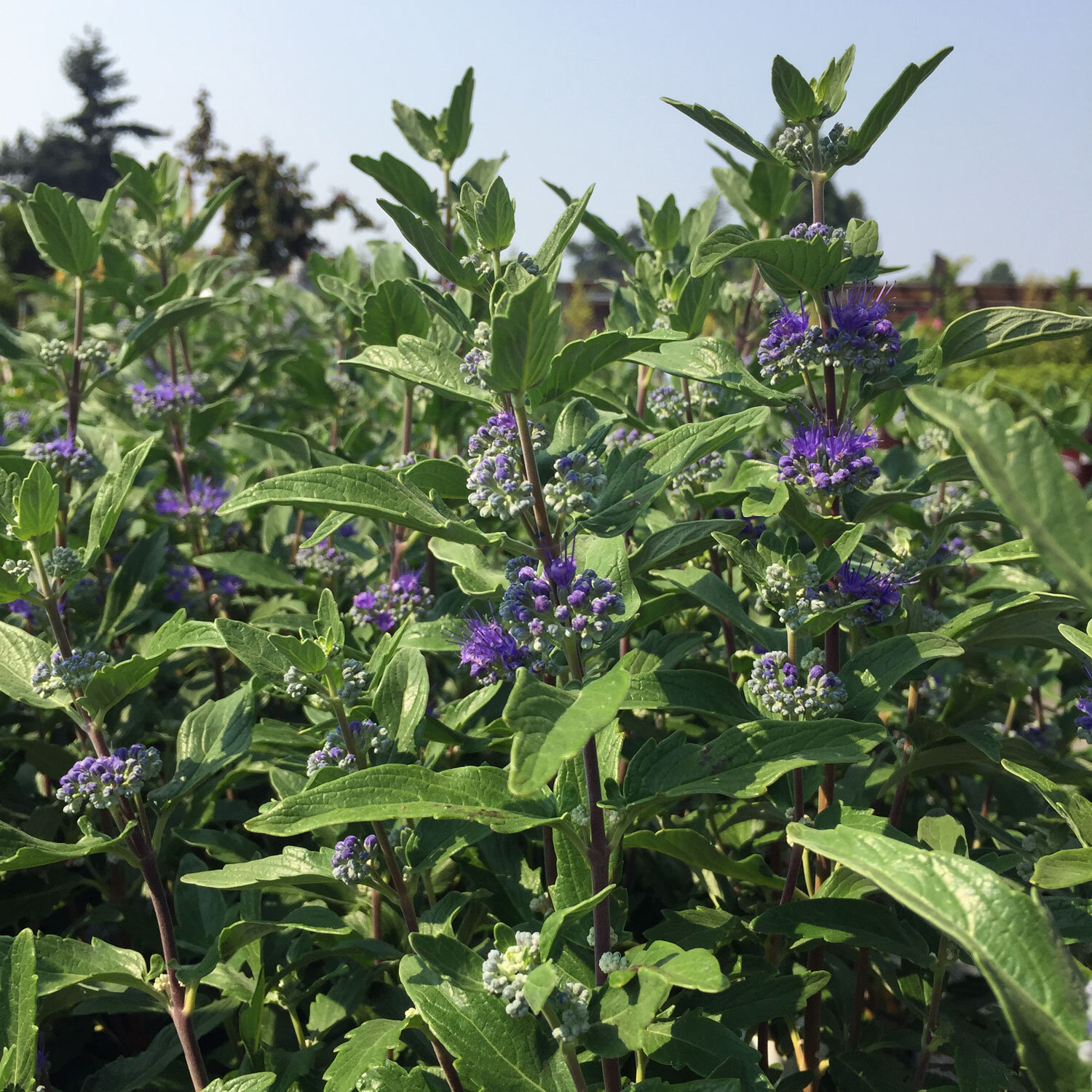 Beyond-Midnight-Bluebeard-Caryopteris.jpg