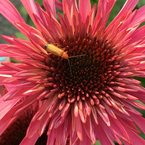 9 Flowers Blooming Right Now And Into Fall Seattle S Favorite Garden Store Since 1924 Swansons Nursery