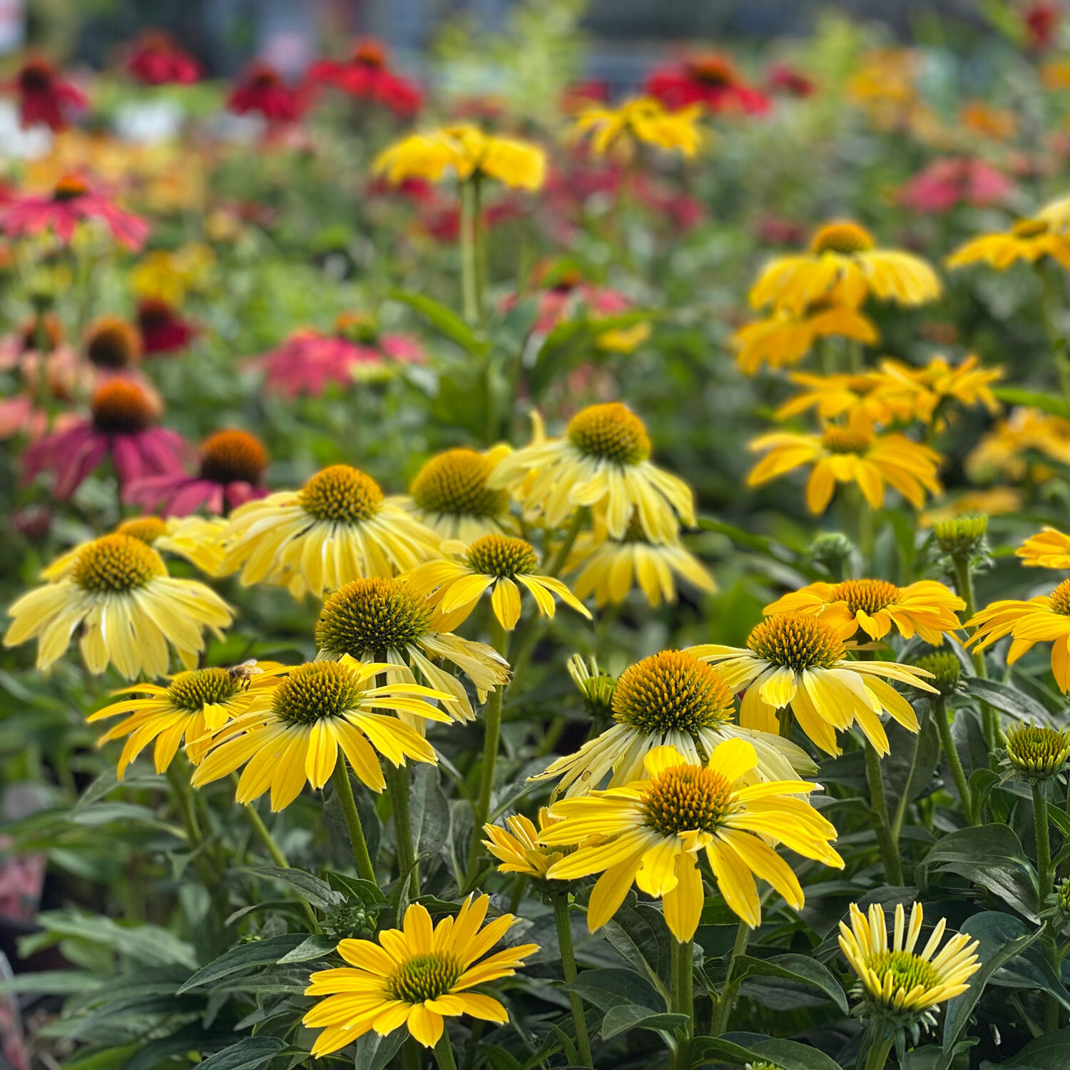 Echinacea-Flowers.jpg