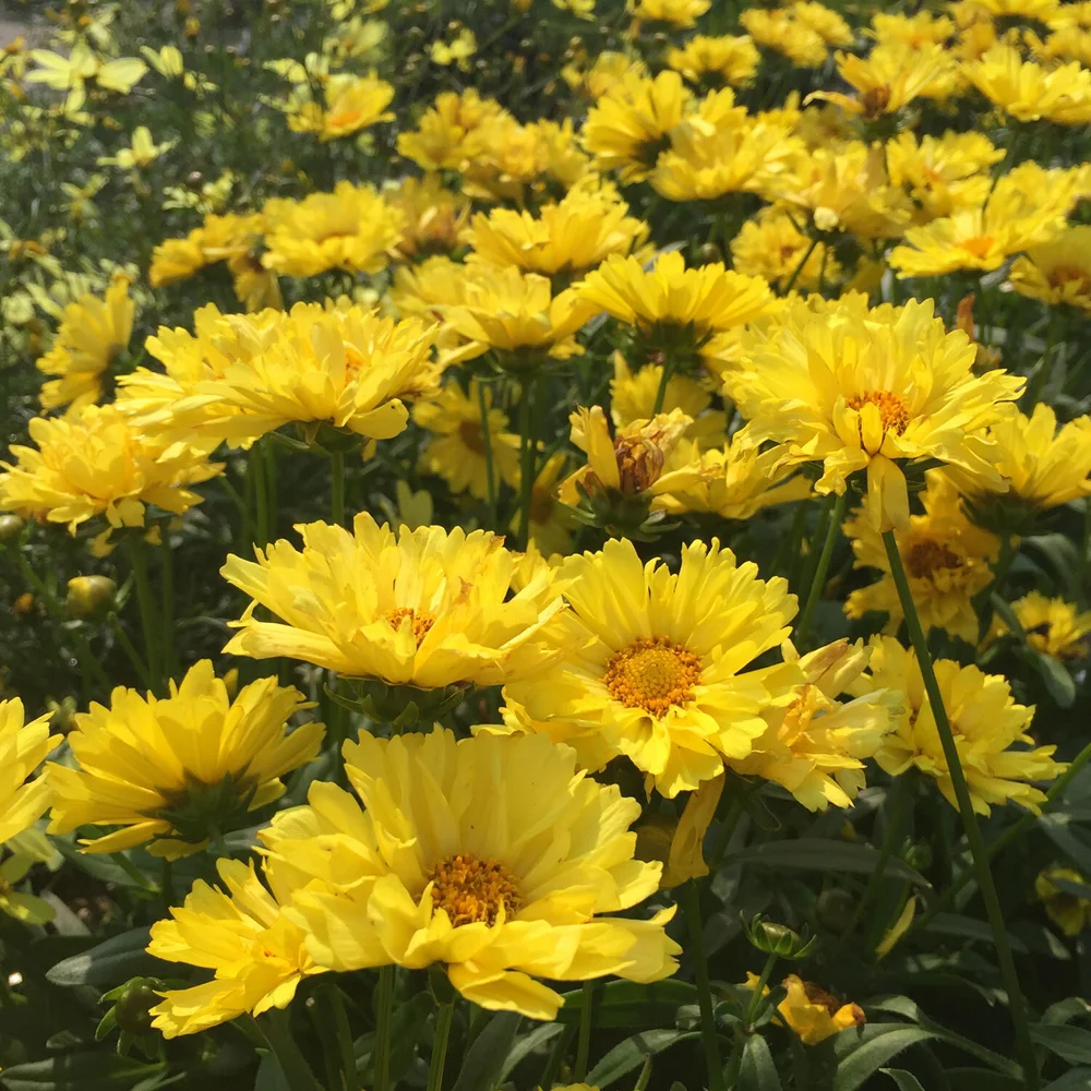 Leading-Lady-Sophia-Yellow-Coreopsis.jpg