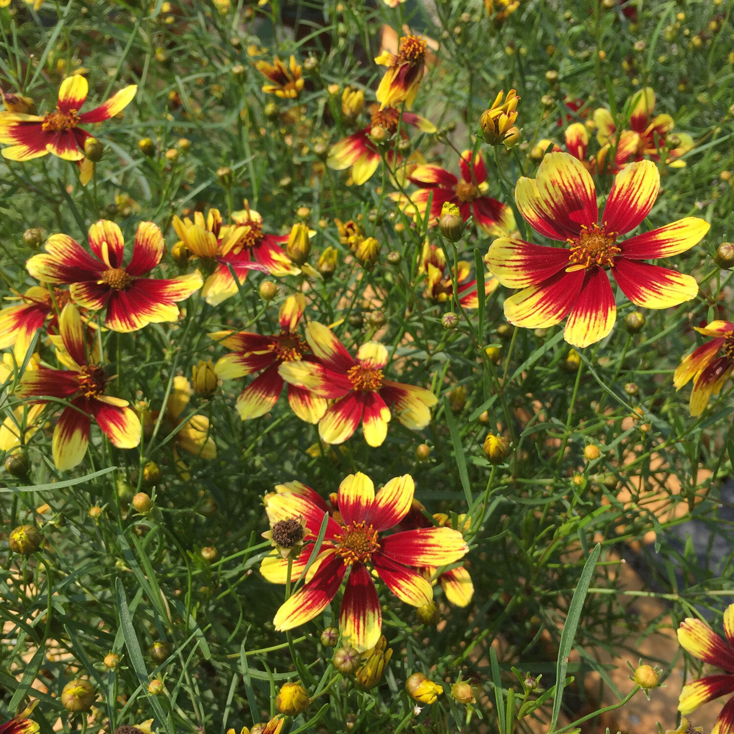 Bengal-Tiger-Coreopsis.jpg