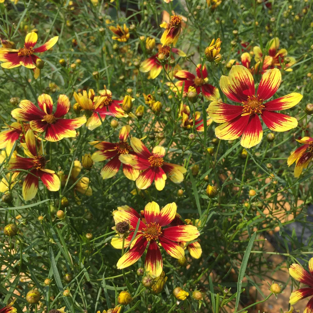 Bengal-Tiger-Coreopsis.jpg
