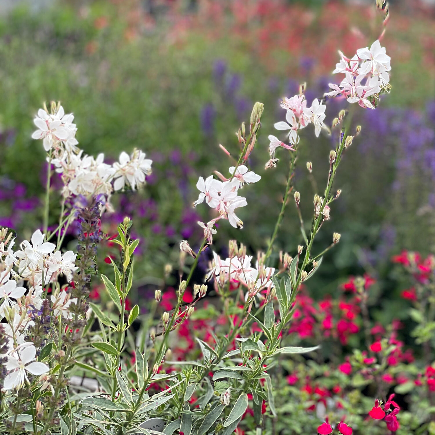 Gaura-Whirling-Butterflies-Plant.jpg