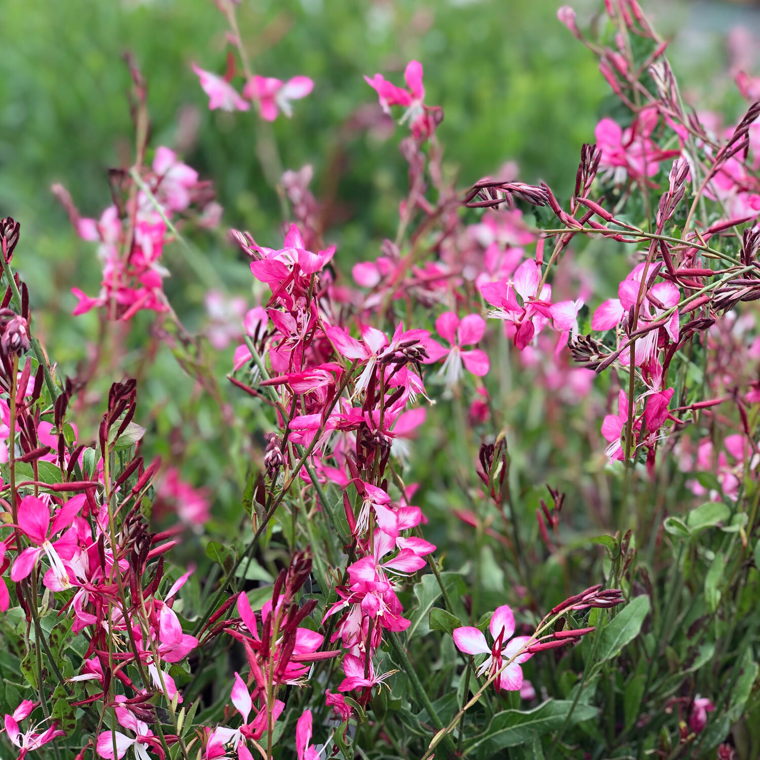 Rosy-Jane-Gaura.jpg