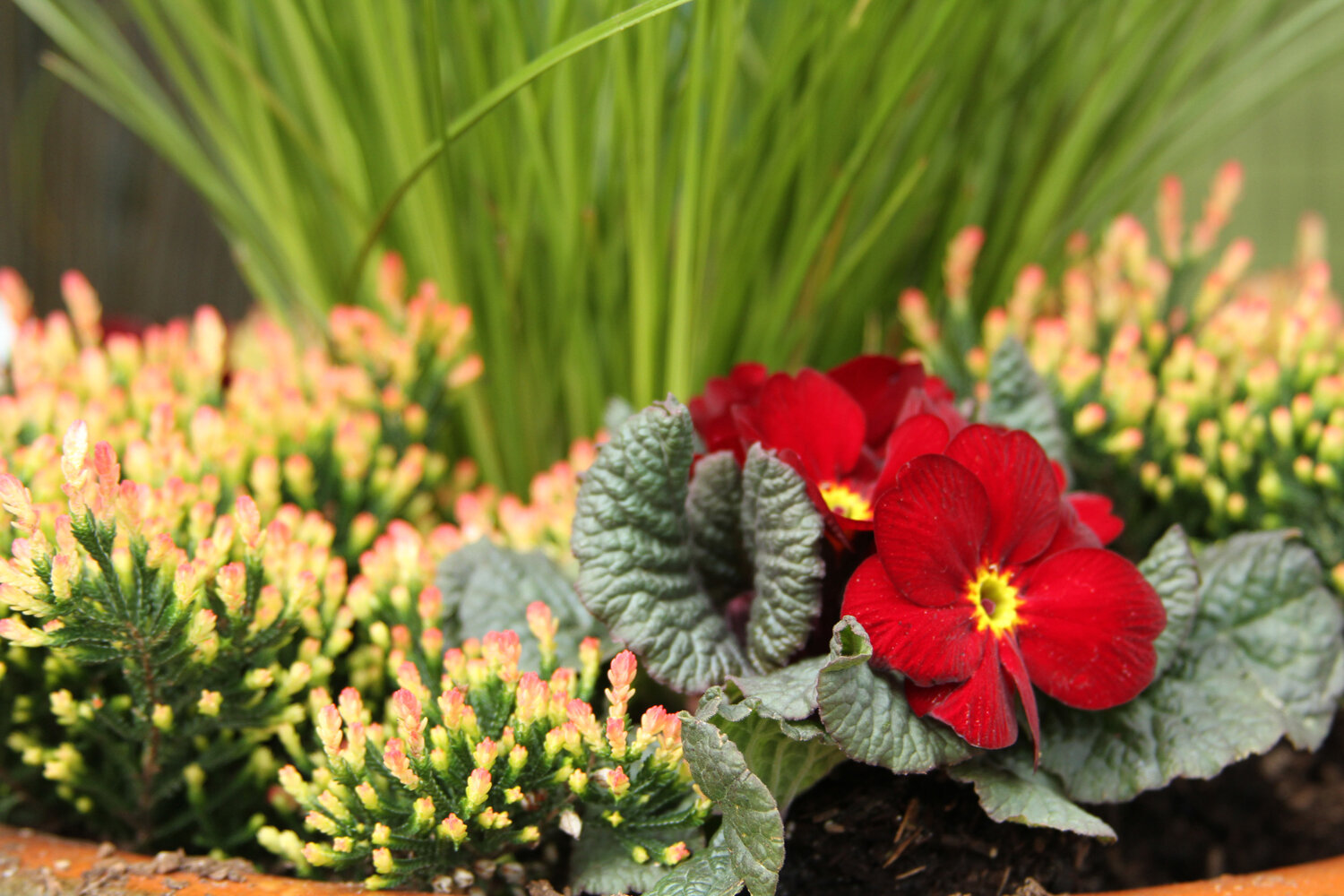 Container-Garden.jpg