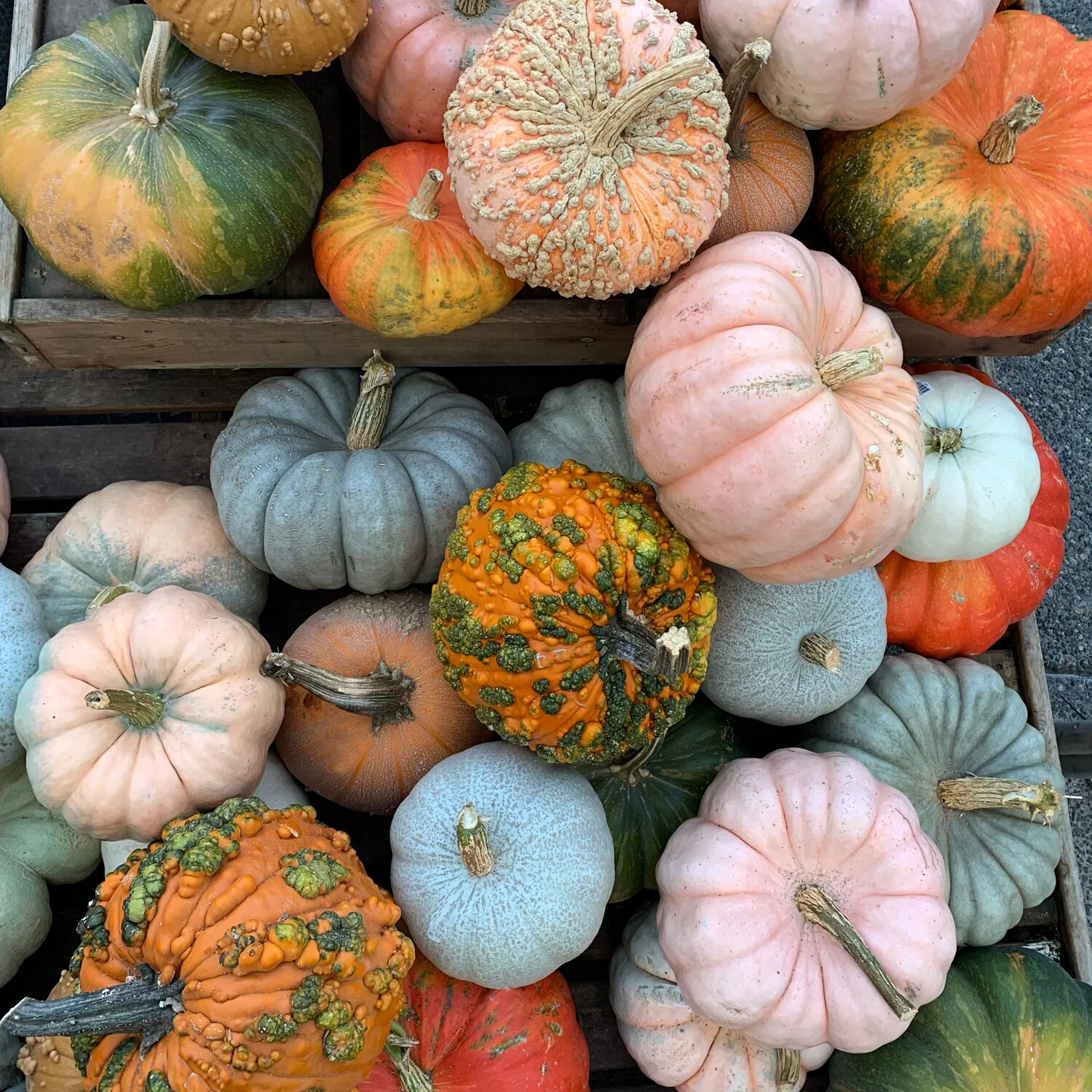 Amazing pumpkins and fall décor