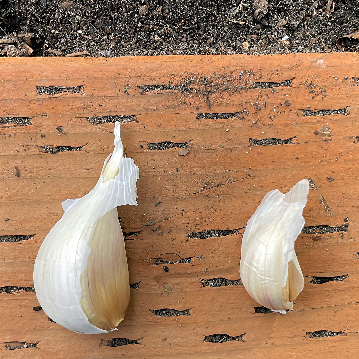 Planting garlic takes some planning ahead