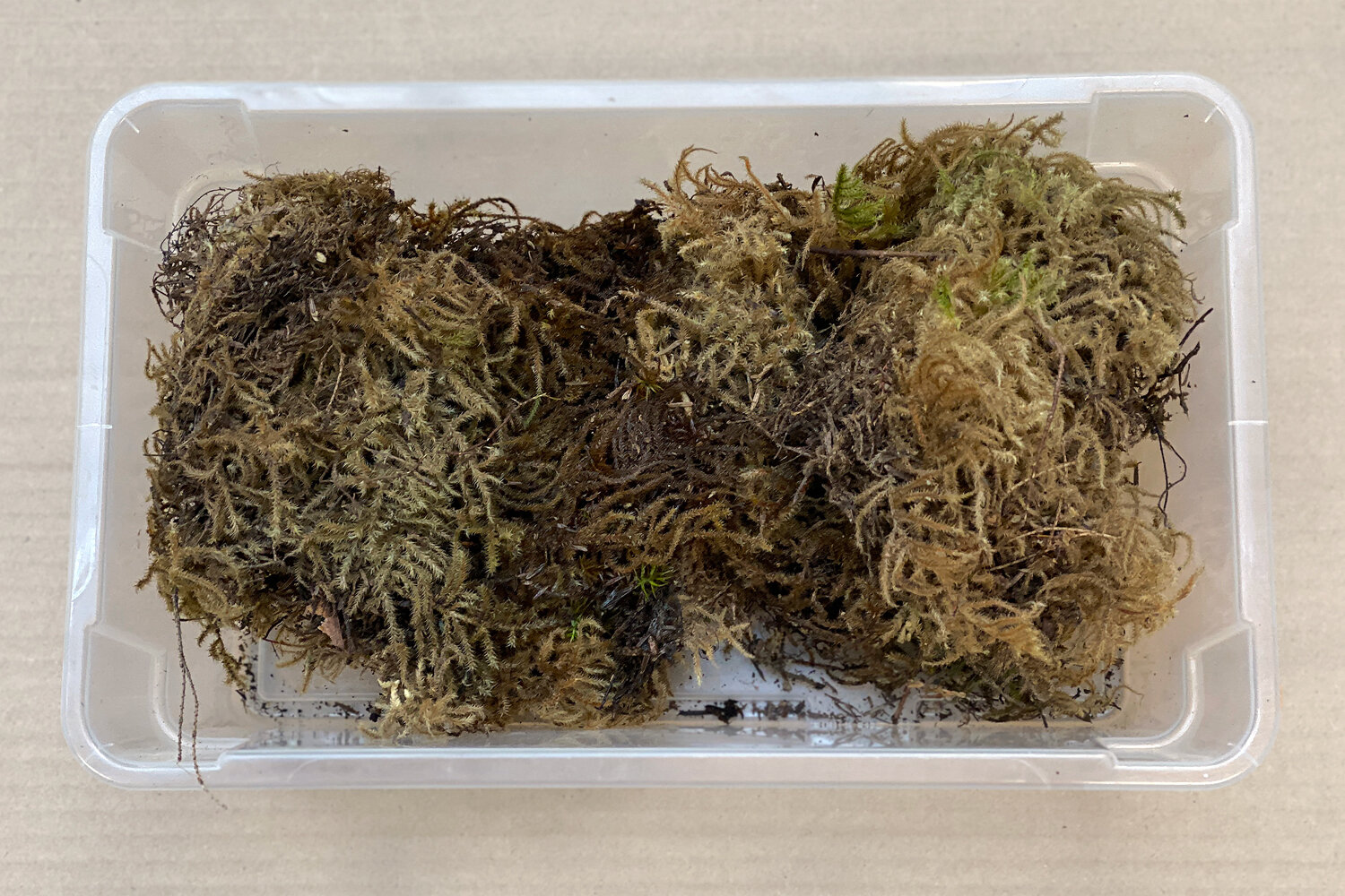 spagnum-moss.jpg
