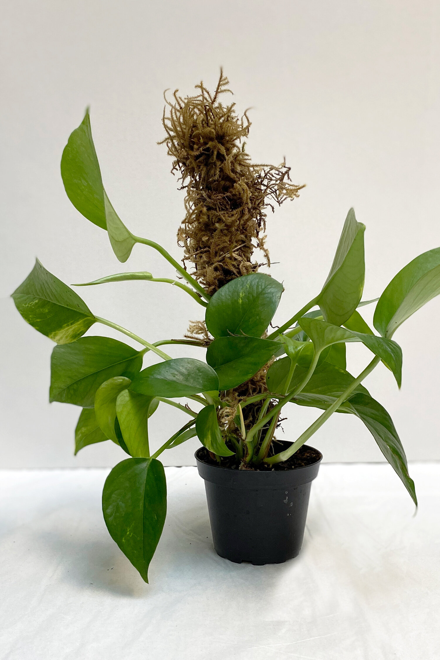 Golden Pothos