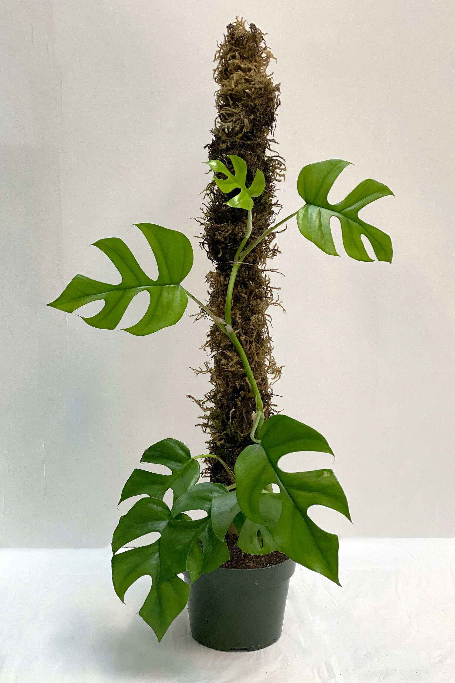 pothos moss pole after 1 season outdoors  Pothos plant, Plants, Indoor  plant trellis