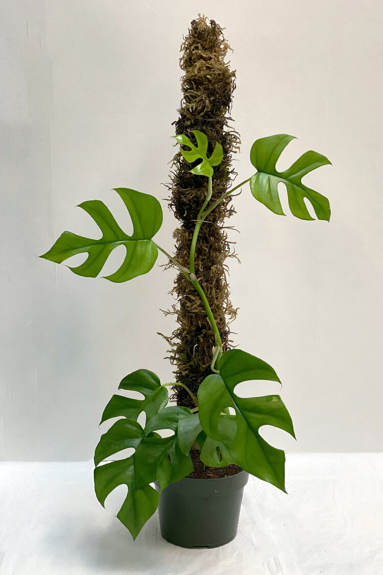 Extending A Moss Pole & Planting It Up With A Philodendron 