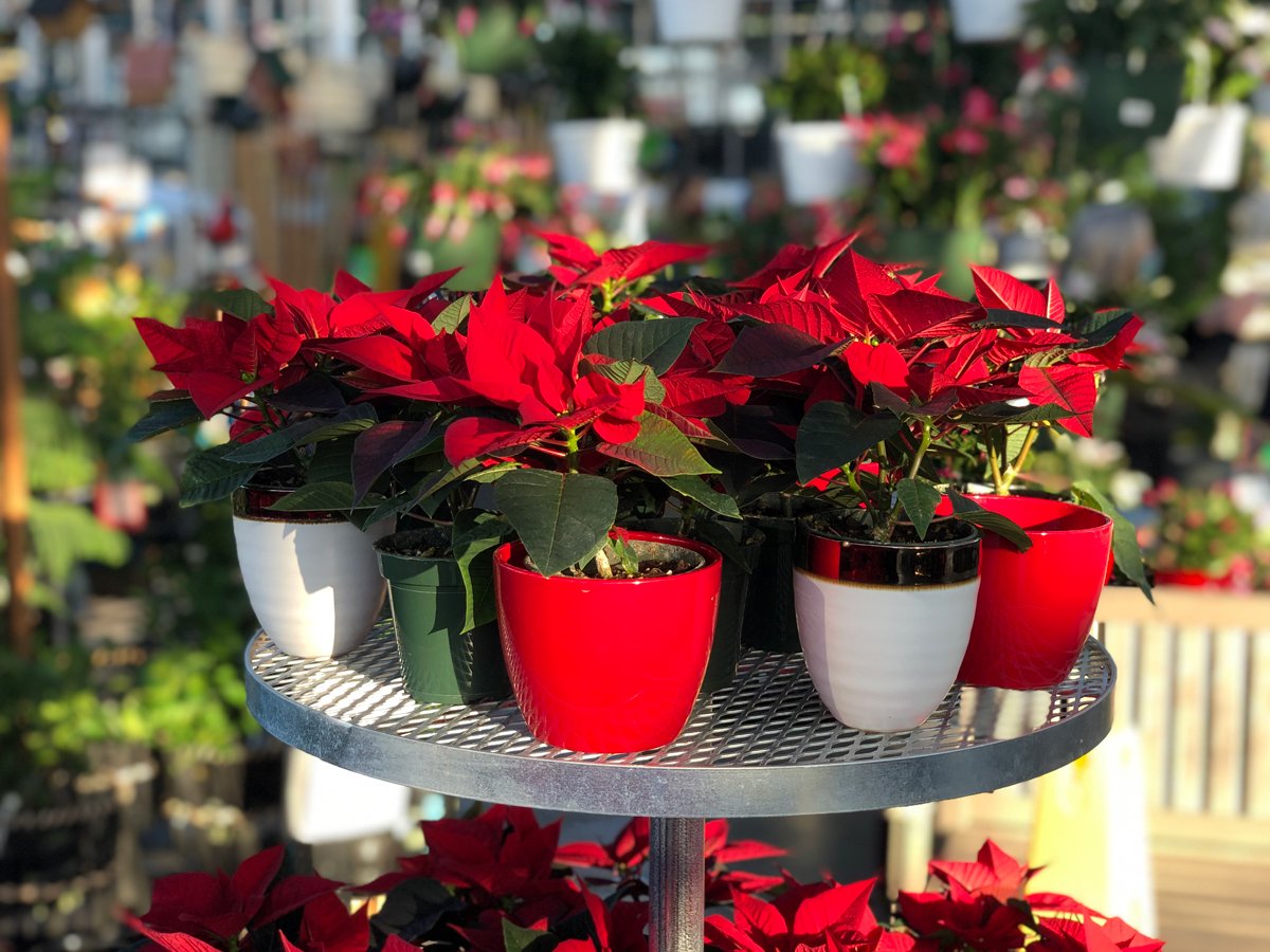 Mini-Poinsettia-Plants.jpg