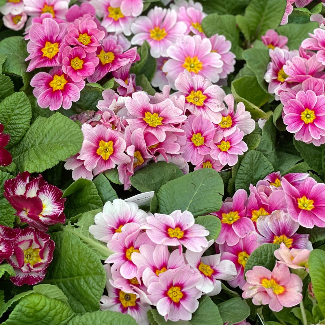 pink-primroses.jpg