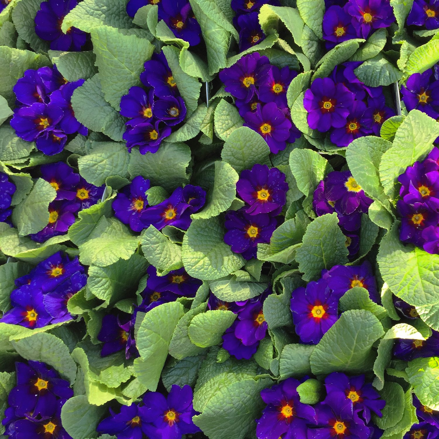 Deep-purple-primroses.jpg