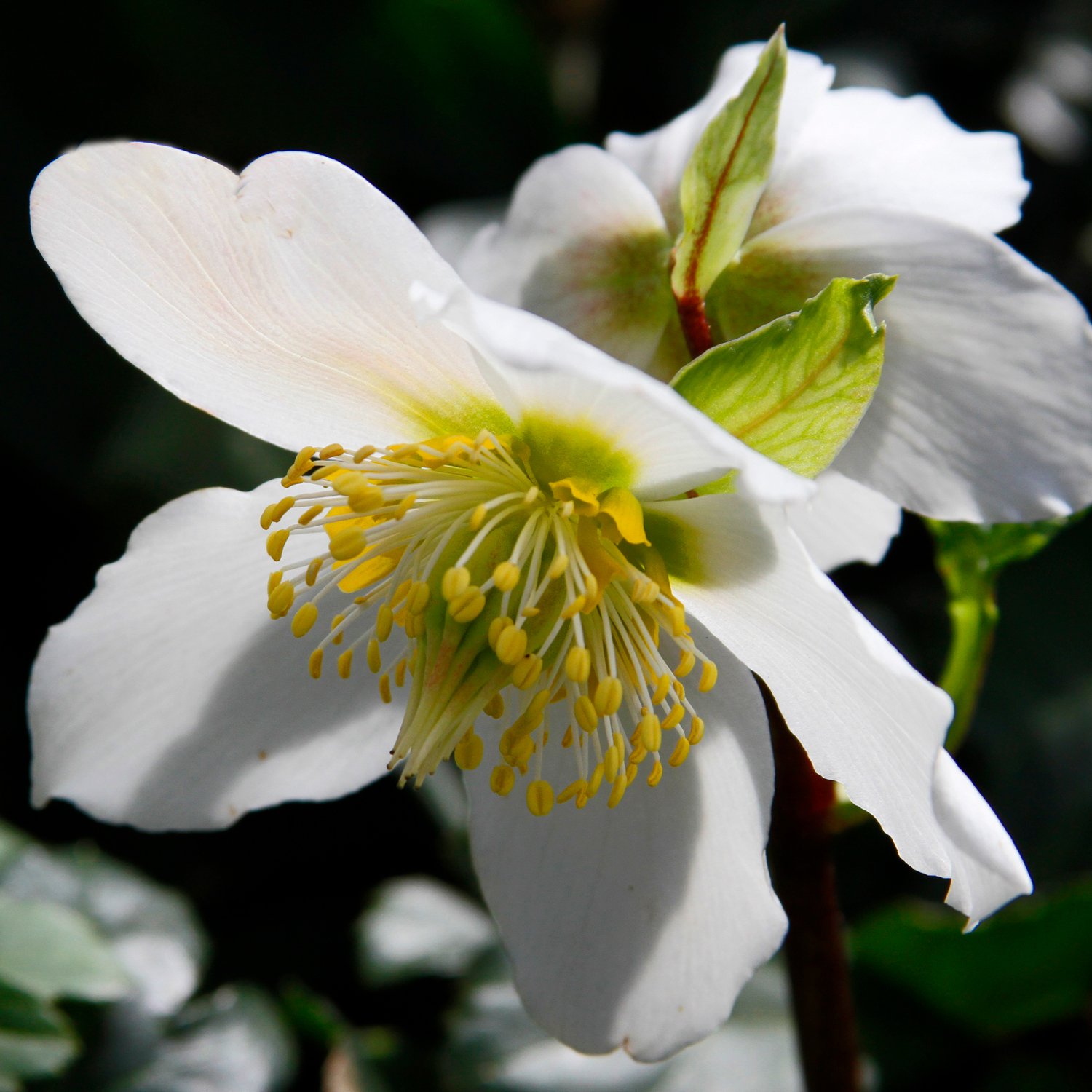 Hellebore-'Jacob'.jpg