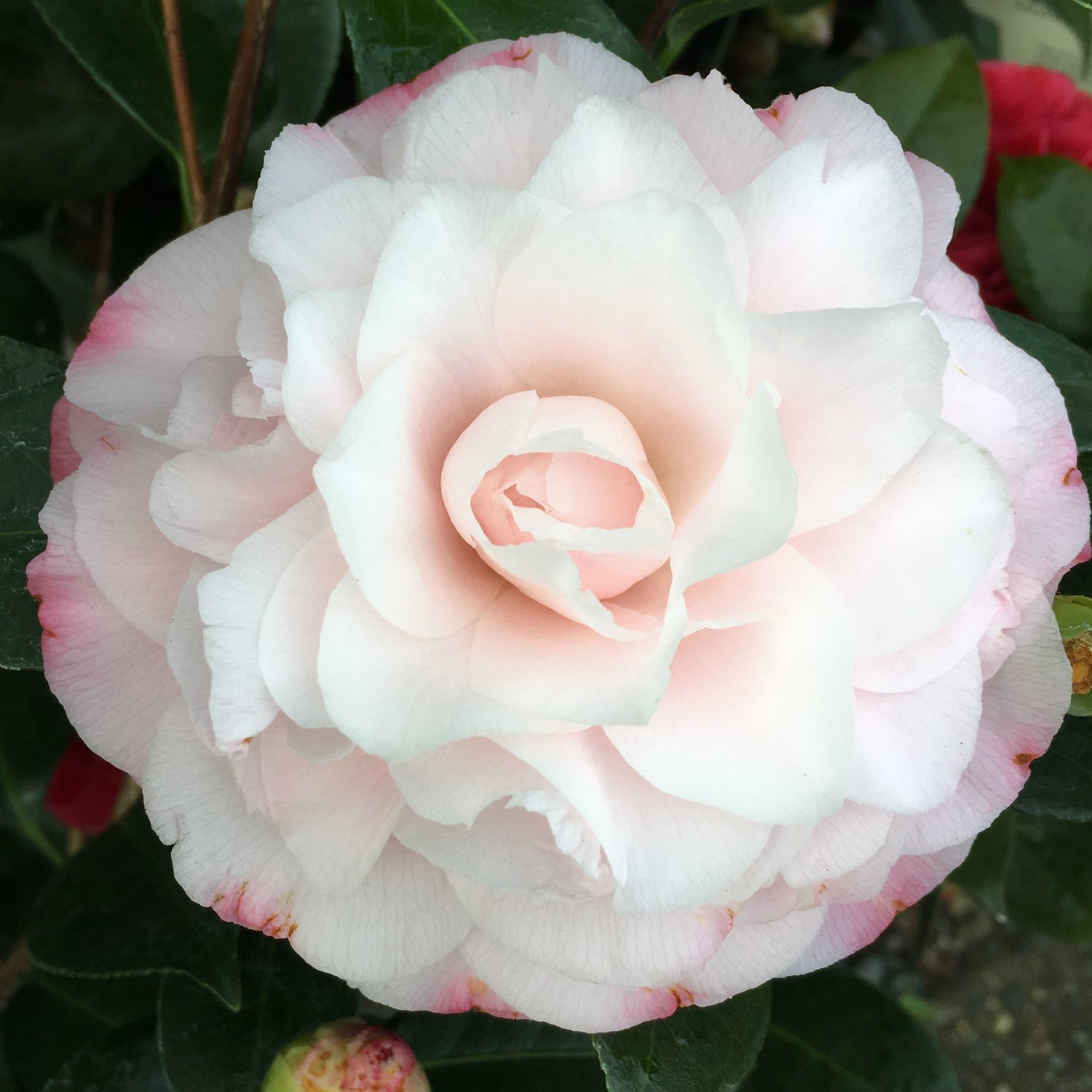 Nuccios-Pearl-Camellia.jpg