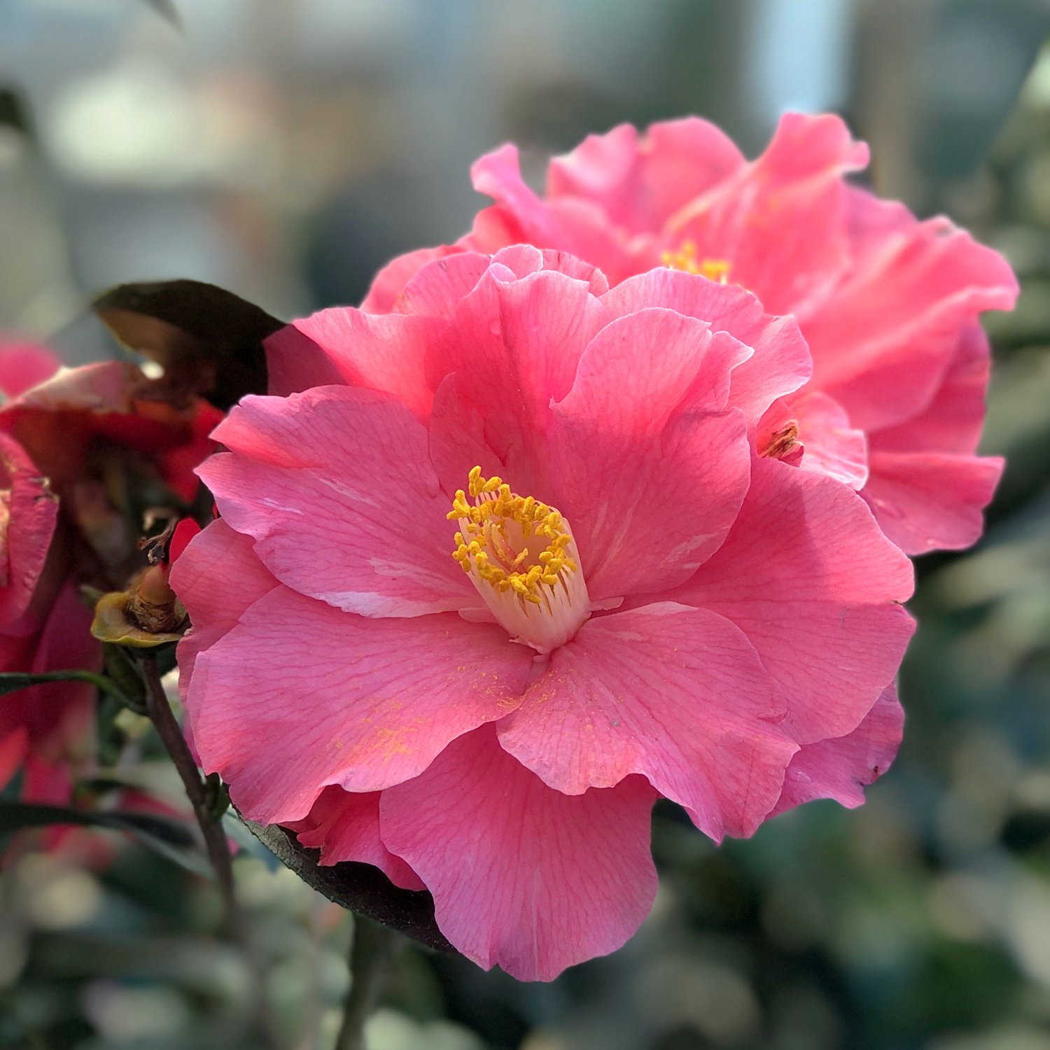 Coral-Delight-Camellia.jpg