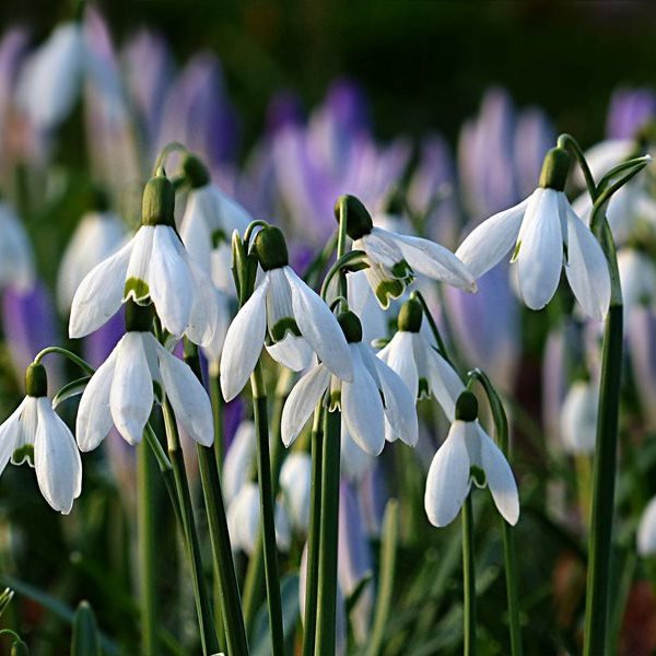 snowdrops.jpg