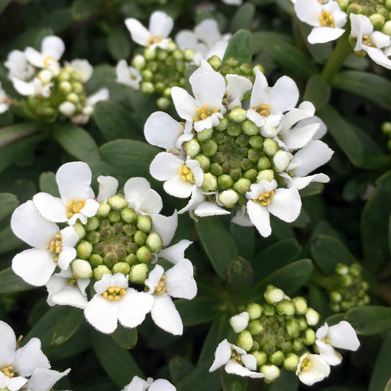 White-Candytuft.jpg