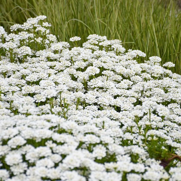 Iberis sempervirens Candytuft.jpg