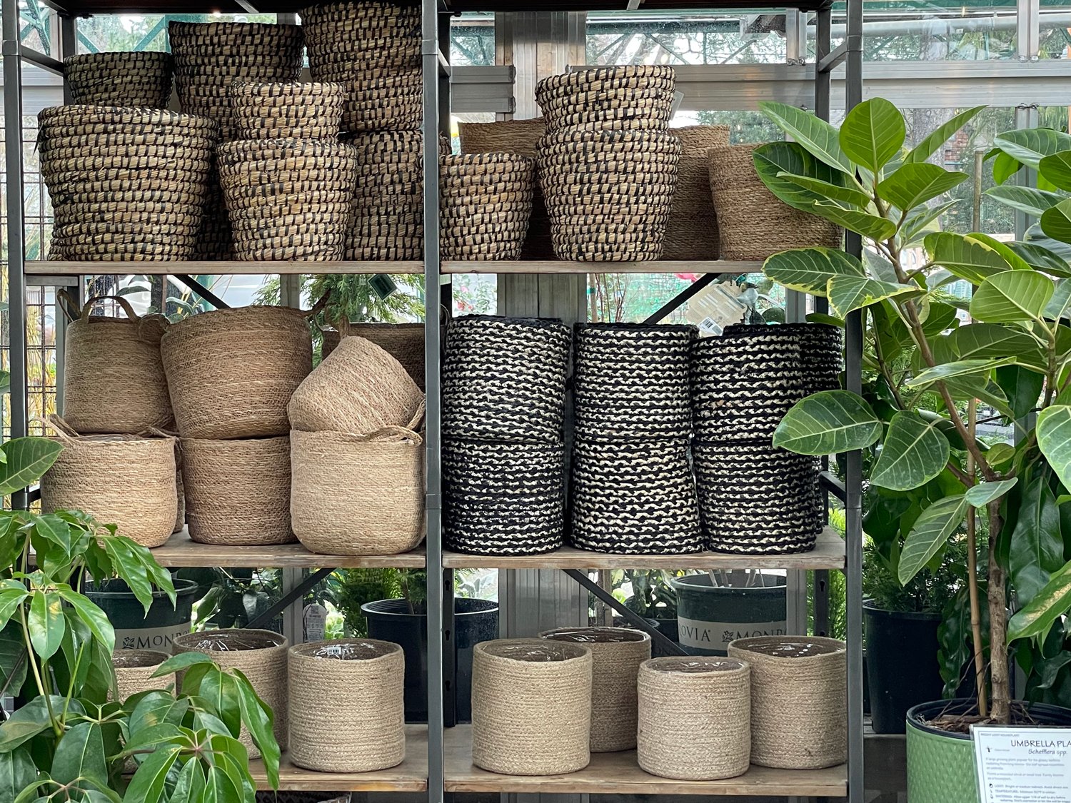 baskets-and-tropical-houseplants.jpg