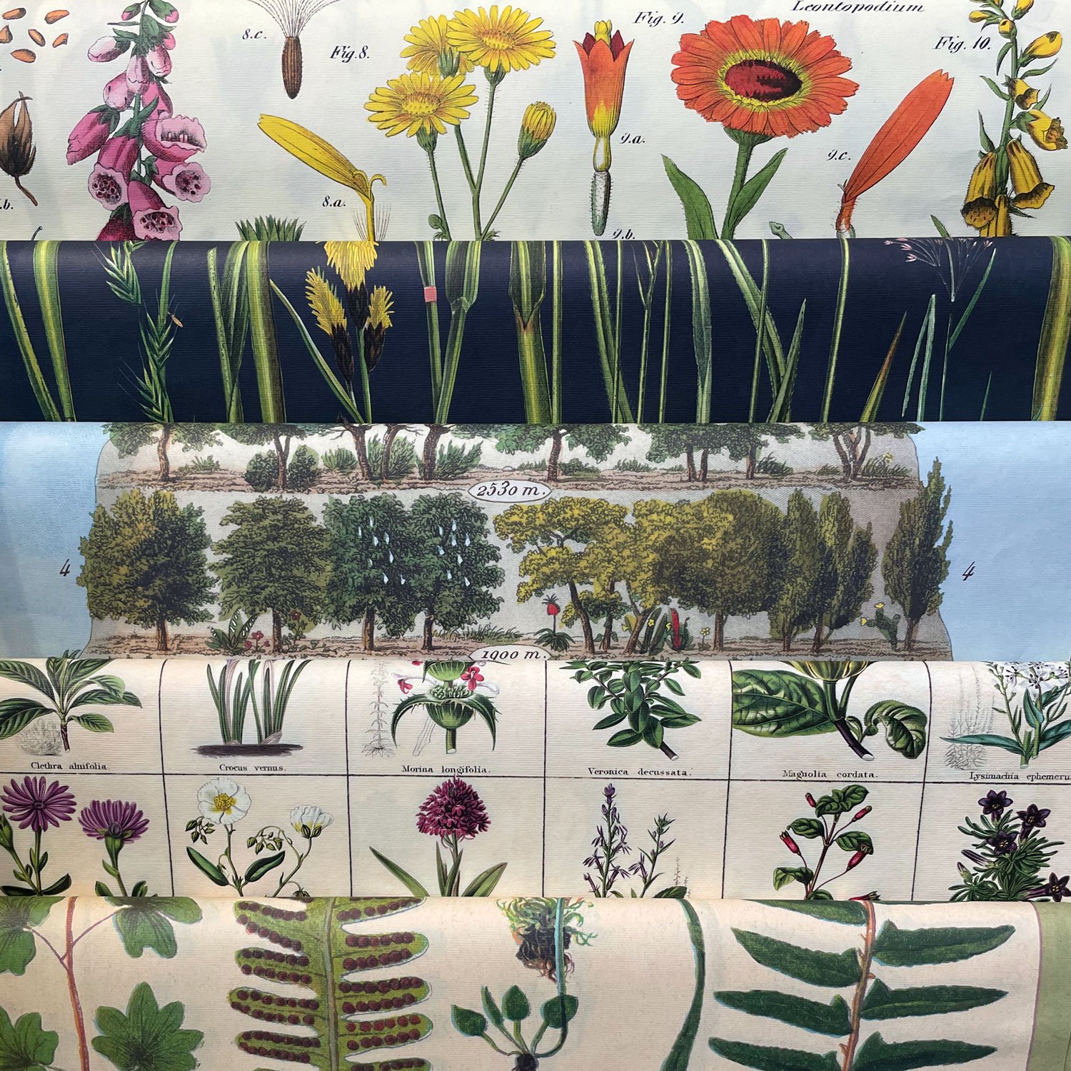 Decorative-botanical-paper-square-web.jpg