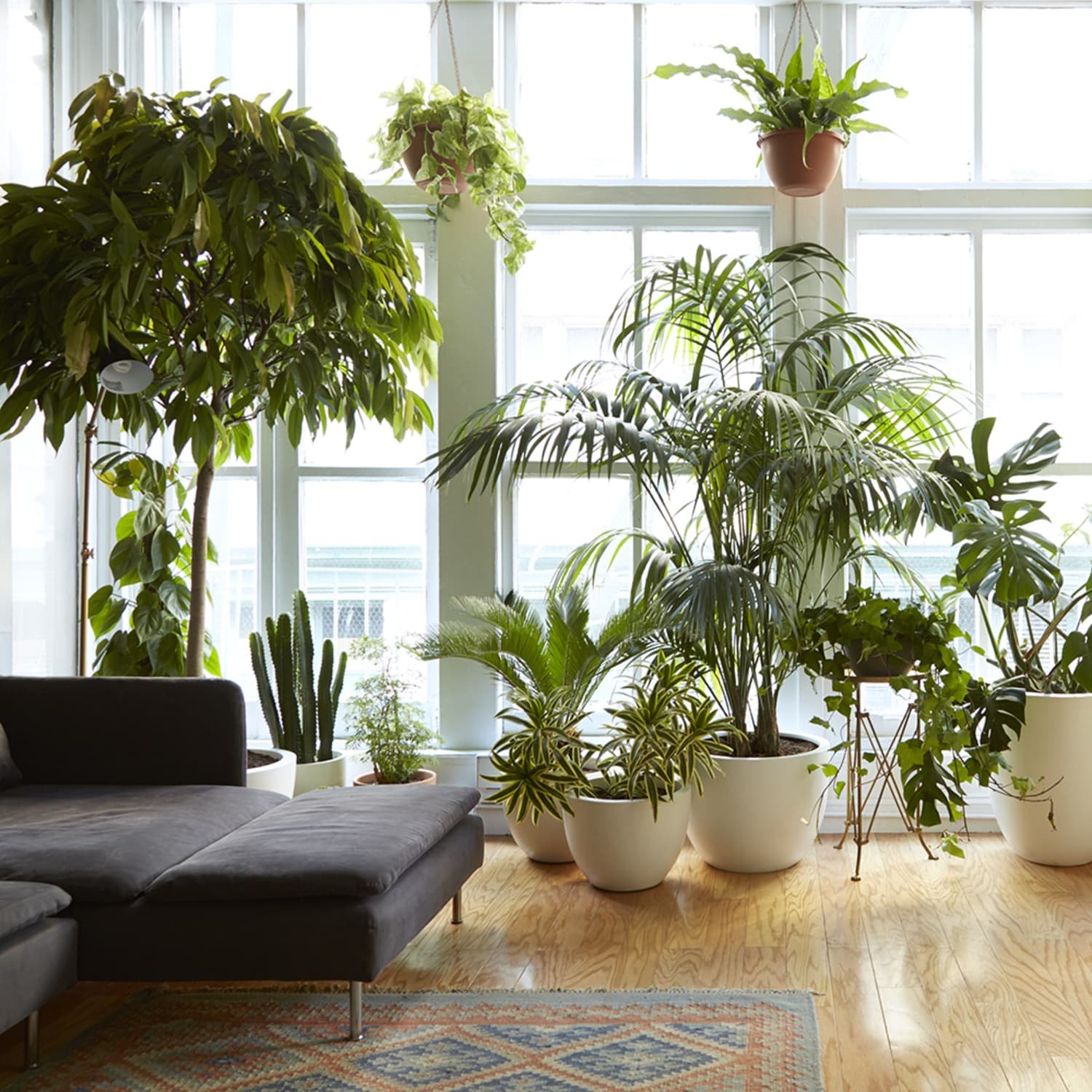 Indoor Plants