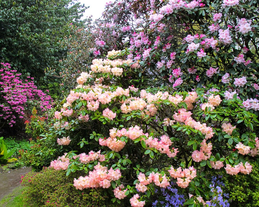 Rhododendrons in bloom in the UK