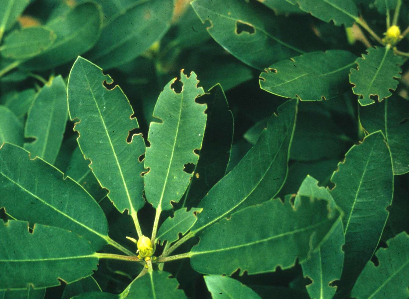 Root weevil damage