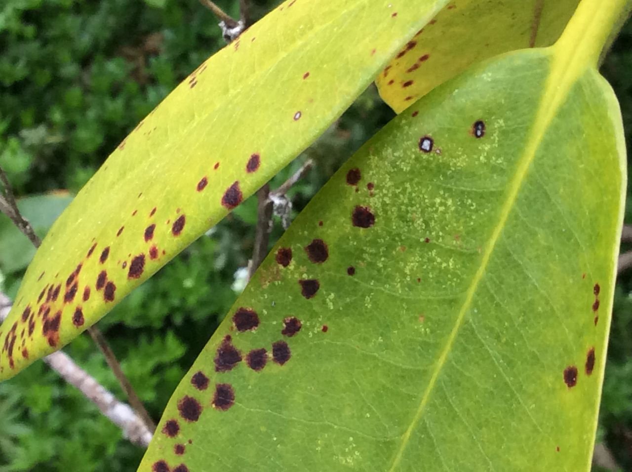 Bacterial leaf spotting on rhododendron